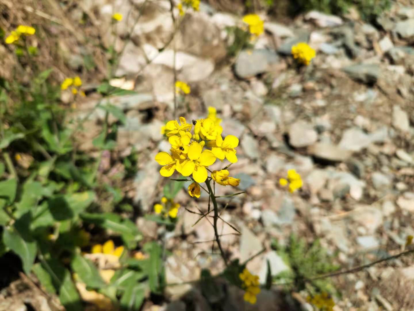 團建，春到老縣城。(圖16)