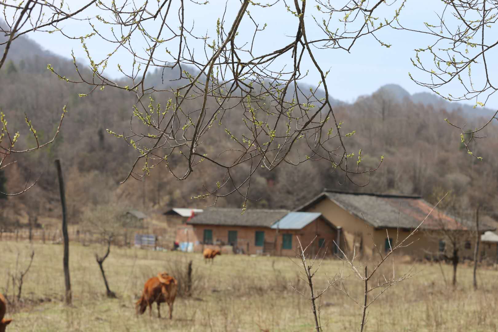 團建，春到老縣城。(圖13)